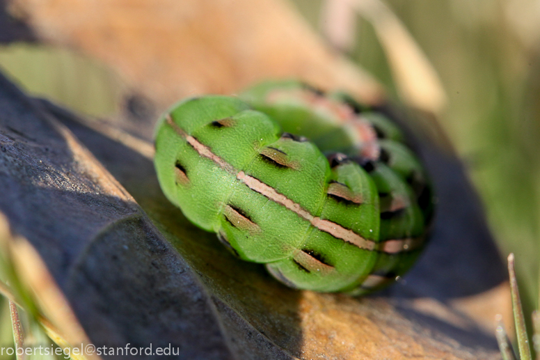 caterpillar